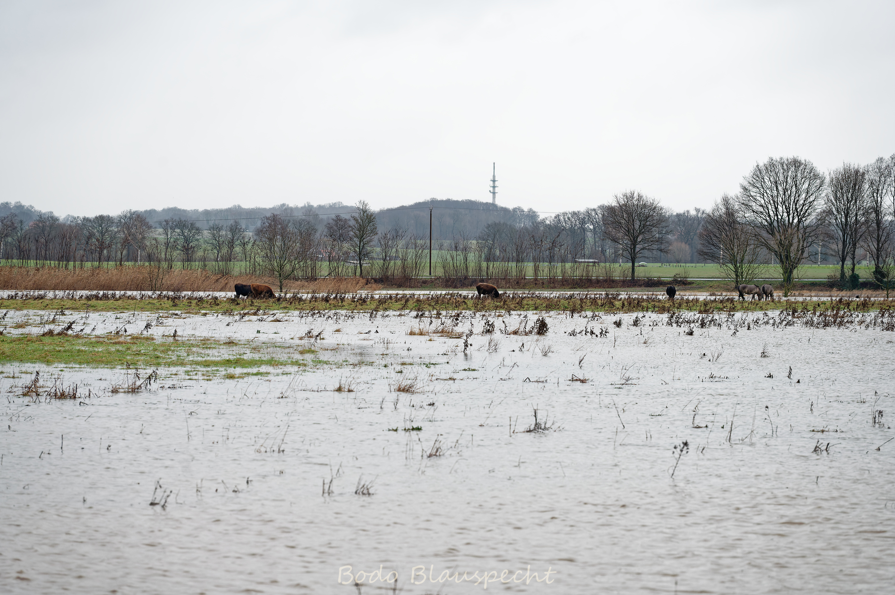 Hochwasser   Steveraue   2023.12.23 16.20 132 WEB